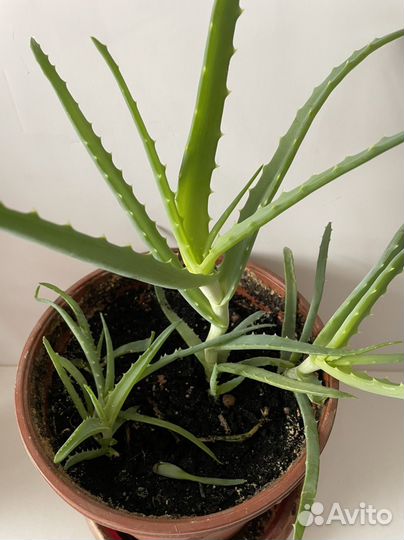 Алоэ древовидное, столетник, лечебное