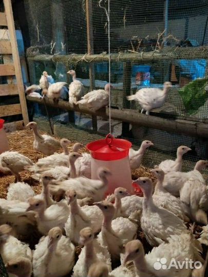 Индюки индюшата