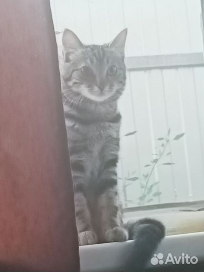 Отдадим в добрые руки