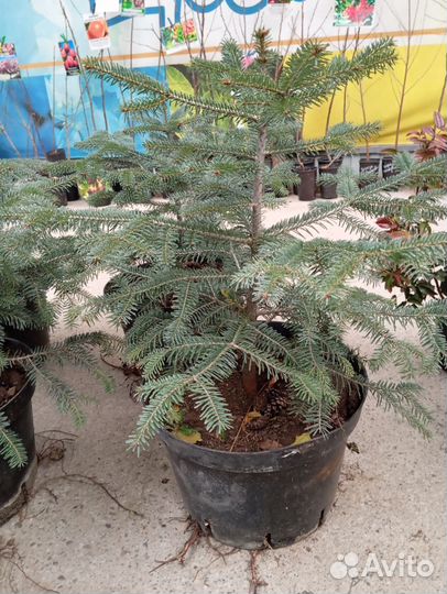 Саженцы Пихты в горшках