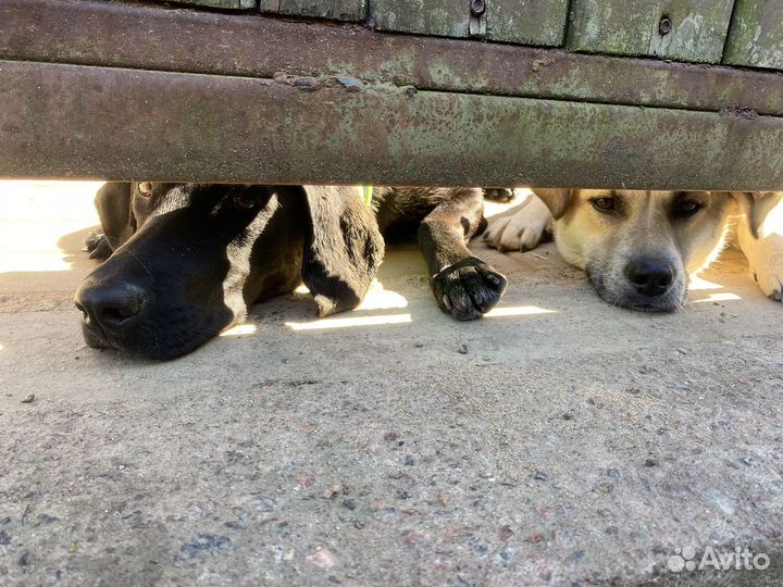 Работник в собачий приют