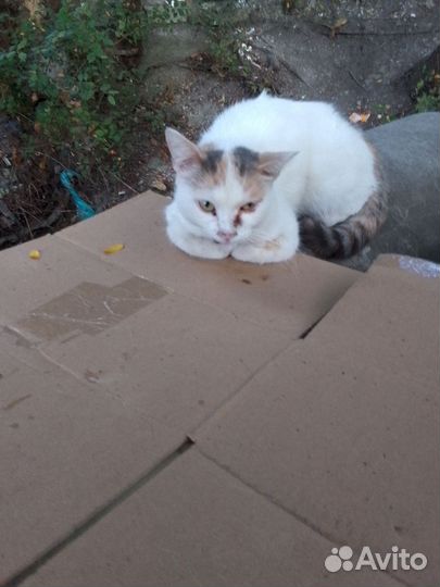 Кошка