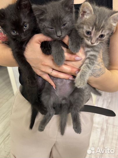 Кошки в добрые руки