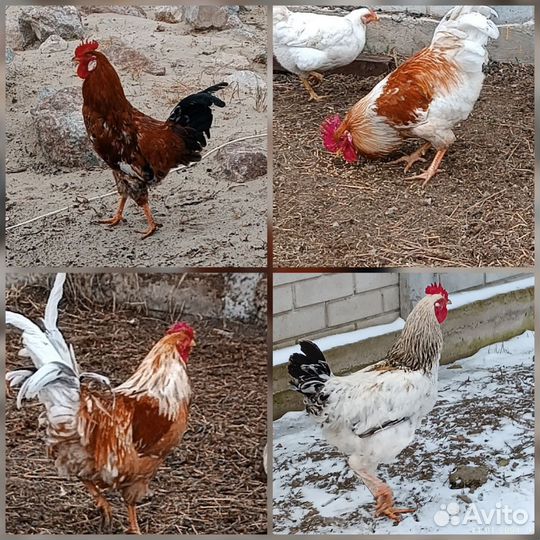 Петухи