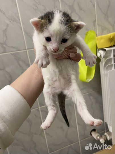 Котята бесплатно