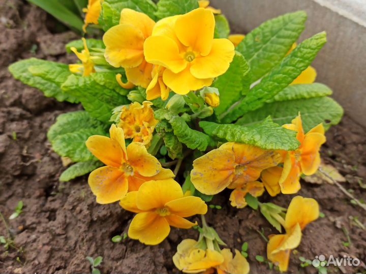 Примулы разные