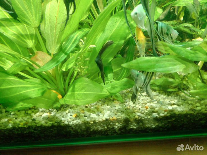 Аквариум с тумбой 300 литров