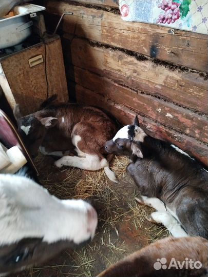 Бычки мясная порода