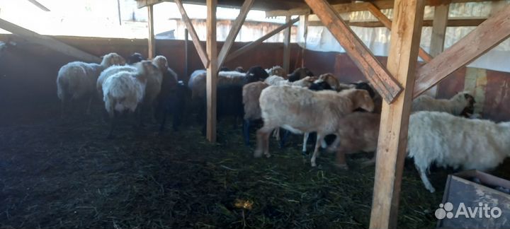 Курдючные бараны овцы и обычный