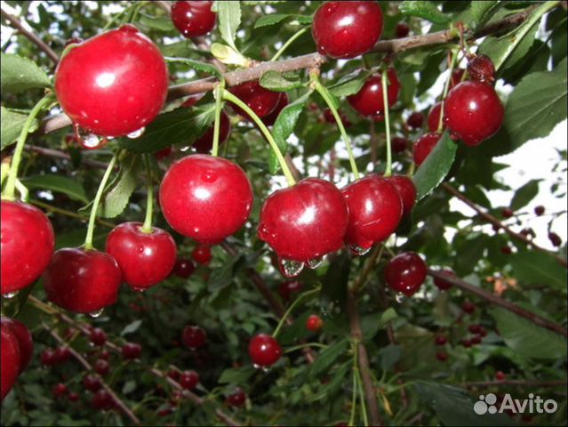 Вишня маяк. Вишня Нижнекамская. Кустовая вишня Маяк. Вишня сорт Маяк. Вишня Нижнекамская описание.