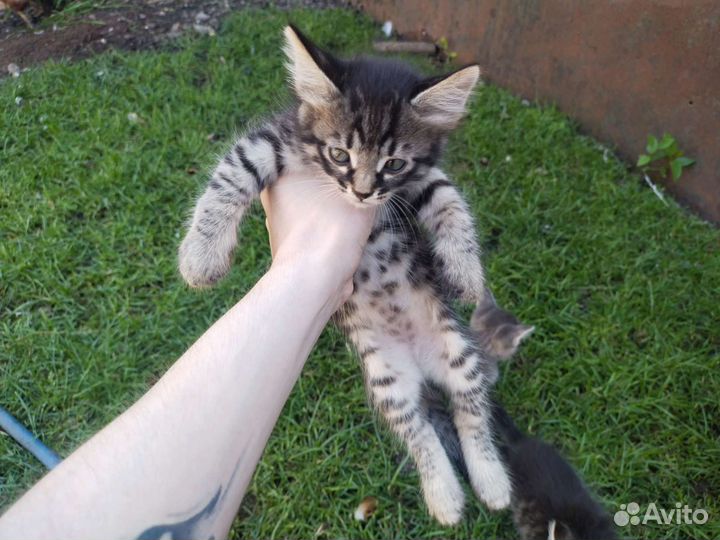 Кошка в дар бесплатно