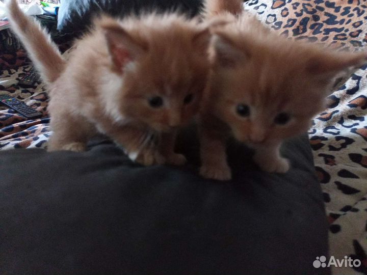 Кошечки Майн кун