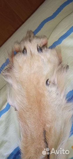 Шкура волка большая