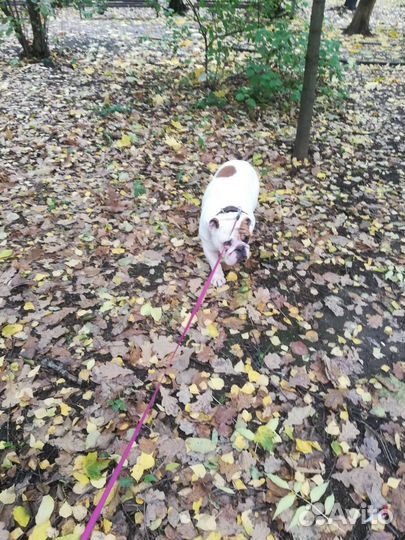 Выгул собак