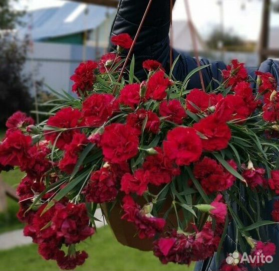 Гвоздика ампельная