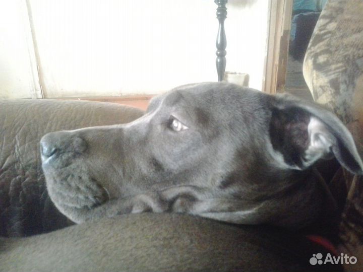 Отдам собаку в добрые руки