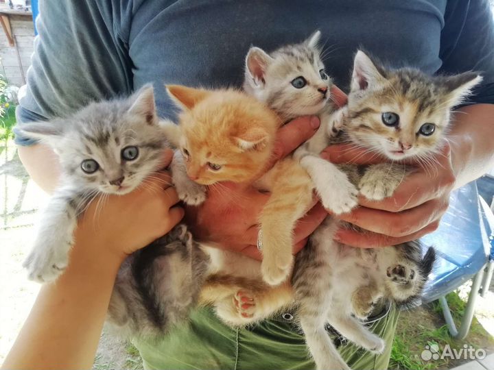 Котята ищут дом