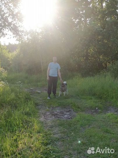 Дрессировка собак с передержкой