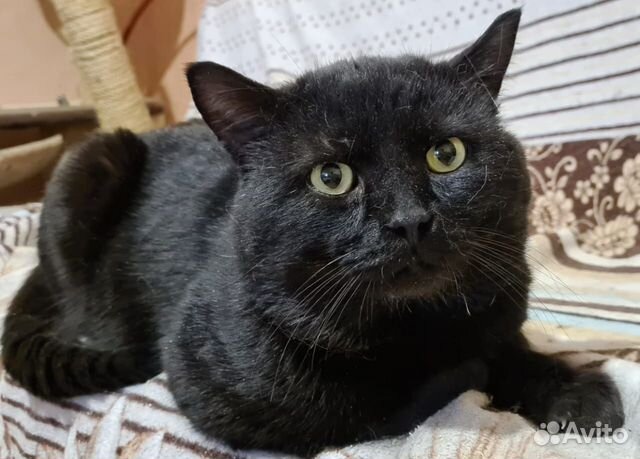 Черный котик Кашалотик ищет любящих хозяев объявление продам