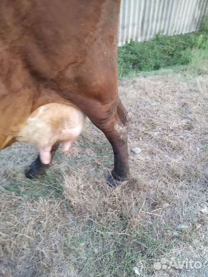 Корова высокоудойная