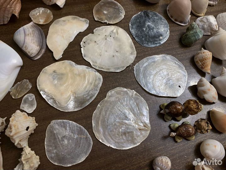 Морские ракушки раковины много разные