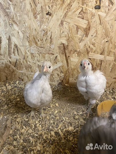 Петухи,цыплята и инкубационное яйцо