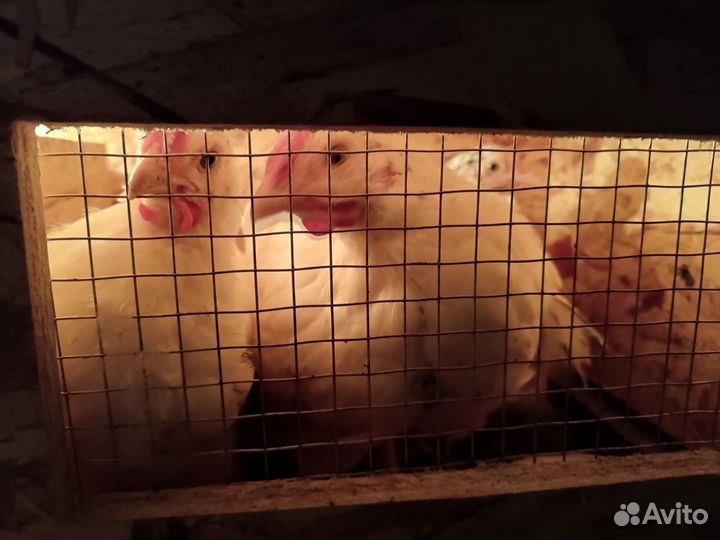 Куры цыплята