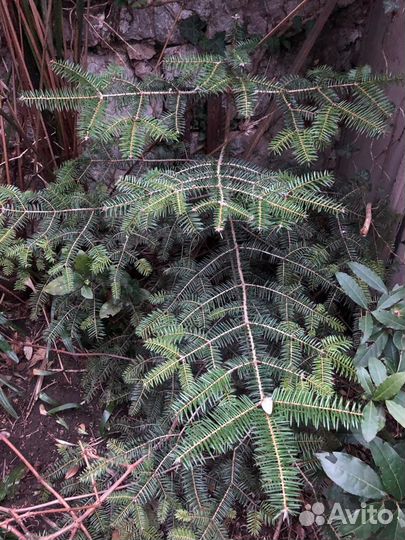 Пихта бальзамическая