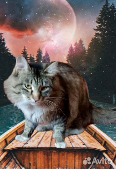 Котэ- антистресс