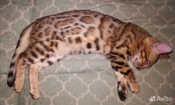 Бенгальская