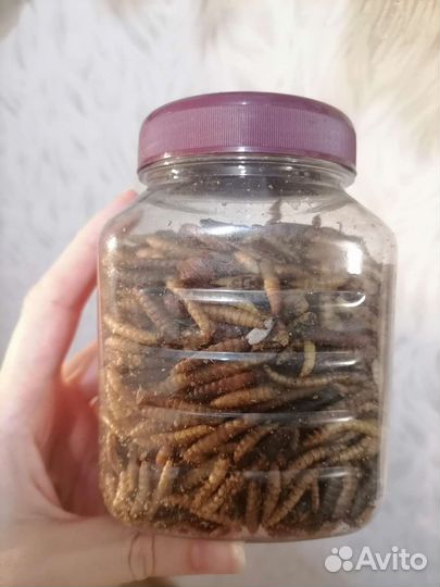 Корм насекомые