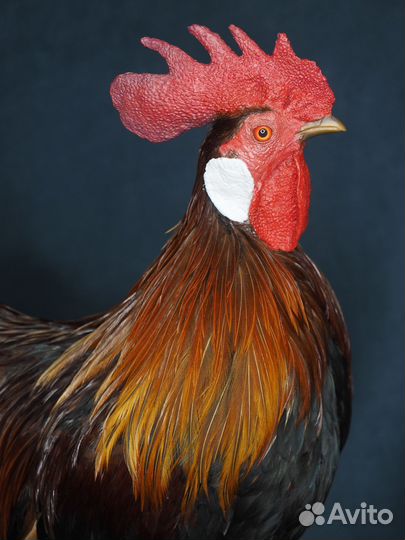 Петух Тайланд