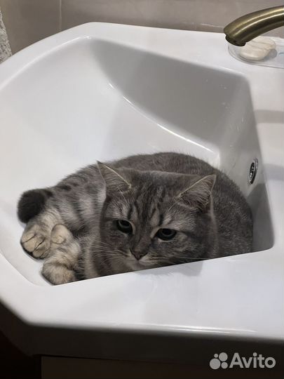 Кошка в дар бесплатно