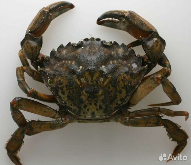 Крабы, мидии, креветка под заказ