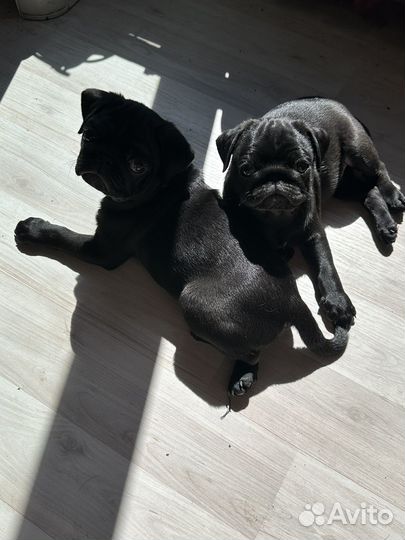 Щенки Мопса