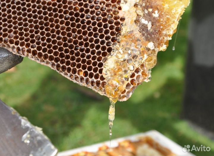 2024 Мед натуральный с Алтая опт