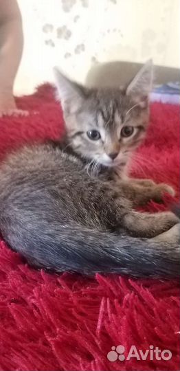 Кошка в дар