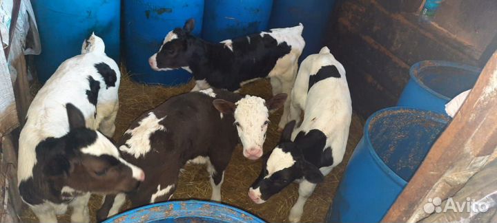 Продам телят