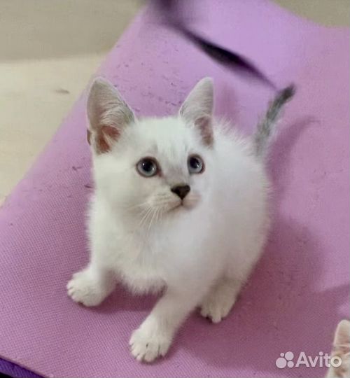 Шикарные котята