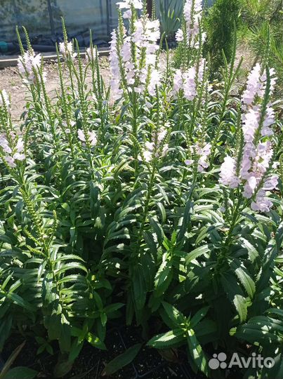 Физостегия розовая