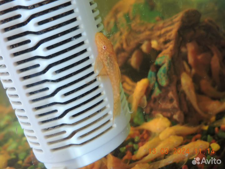 Рыбки сомы анцитрусы