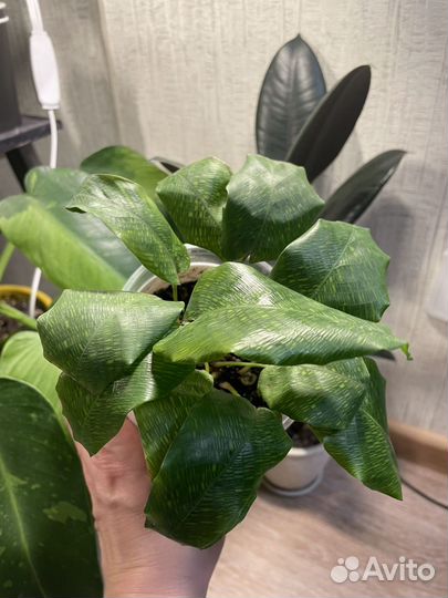 Калатея Нетворк