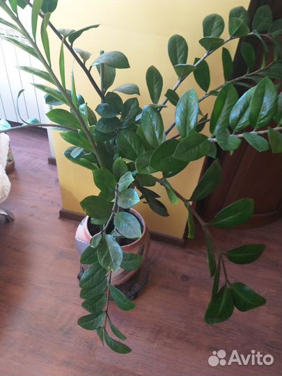 Замиокулькас