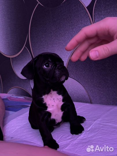 Щенок французского бульдога