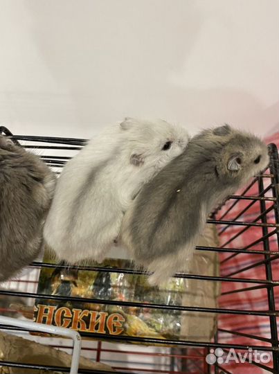 Джунгарские хомяки
