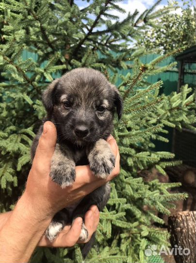 Очаровательные девочки ищут заботливых хозяев