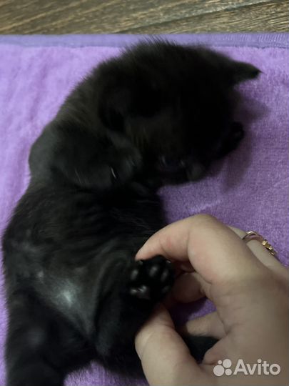 Британский котенок девочка