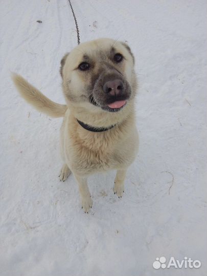 Собака в добрые руки