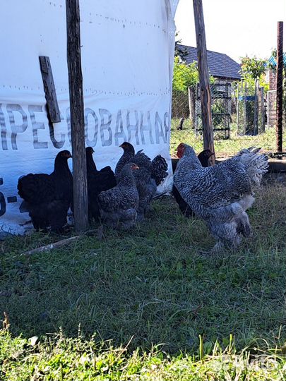 Куры и петух брама