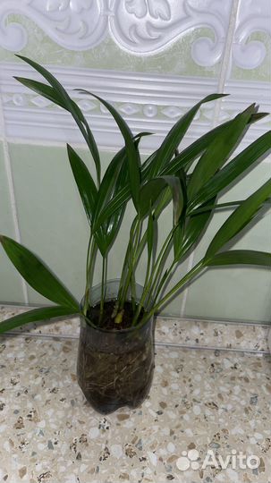 Арека пальма